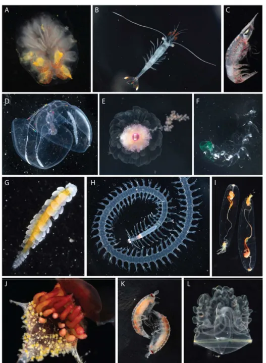 Figure 1. Exemplar animals collected. A. A pyrosome (Chordata, Tunicata), Pyrosoma 