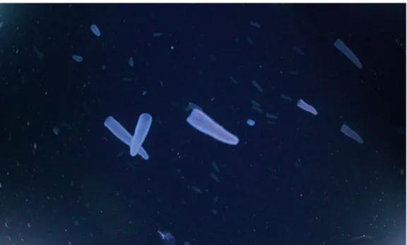 Figure 7: Pyrosomes in the water column as observed and recorded by the Pelagic in situ  observation system PELAGIOS  