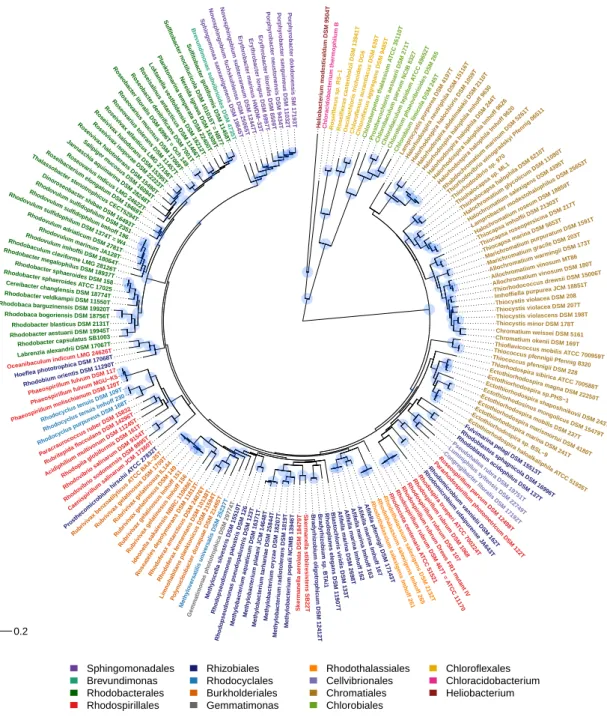 Figure 2. Phylogenetic tree of phototrophic bacteria, according to BchXYZ sequences.