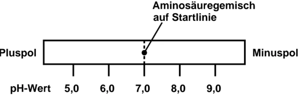 Abb. 1: Trägerschicht einer Elektrophoreseapparatur mit pH-Gradienten  Auf die Startlinie wird ein auf pH = 7 eingestelltes Aminosäuregemisch aus  Glycin (IEP = 6,0), Alanin (IEP = 6,1) und Serin (IEP = 5,7) aufgetragen  und eine Gleichspannung angelegt