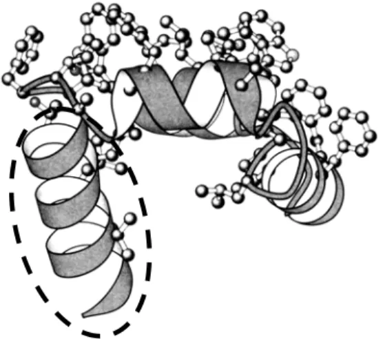 Abb. 6: Räumliche Struktur eines Ausschnitts des Enzyms A 3 Benennen Sie die in der Abbildung durch eine gestrichelte Linie  markier-te Promarkier-teinstruktur, ordnen Sie diese einer Strukturebene zu und 