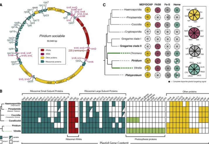 Figure 2. Plastid Dependency in Piridium and Platyproteum Has Evolved Convergently to Apicomplexans (A) Complete annotated plastid genome of P