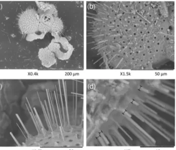 Figure 2. Example of SEM-images of the foraminiferal specimens studied here: (a) example of a laser-ablated T