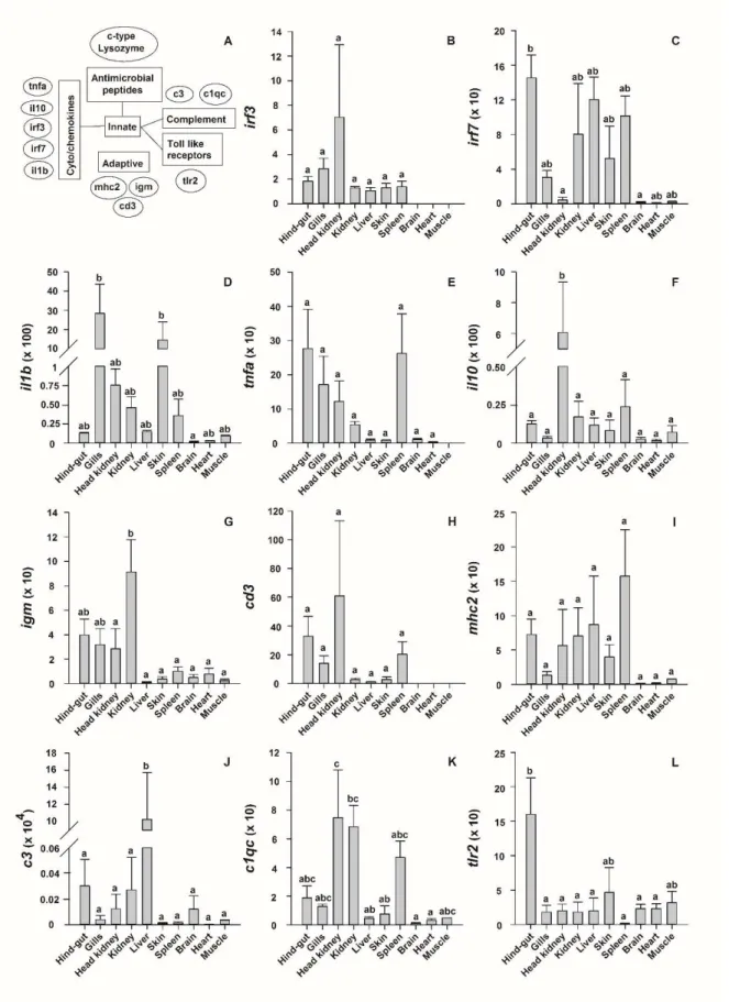 Fig. 1: Tissue specific expression of immune-related genes in on-grown farmed female A