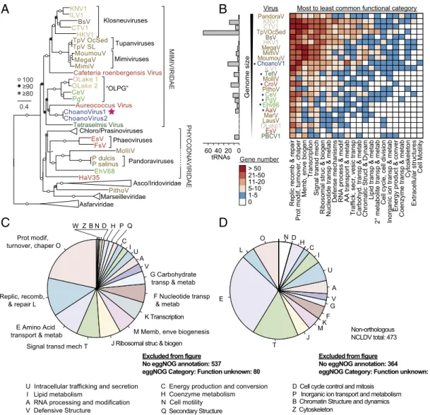 Fig. 2. Evolutionary relationships and functional aspects of the ChoanoVirus lineage. (A) Maximum likelihood phylogenomic reconstruction inferred from 10 proteins