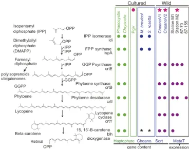 Fig. 4. Functional attributes of ChoanoViruses include chromophore bio- bio-synthesis