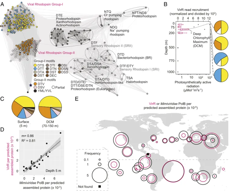 Fig. 5. Viral rhodopsins are distributed across the world oceans. (A) Environmental VirR motifs and cluster analysis of sequences (CLANS)-based relationships between full-length proteins recruited from TARA Oceans and Station ALOHA data
