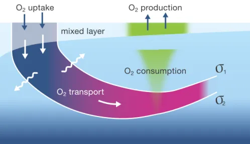 Figure 3.1.2  Schematic representation of oxygen supply to the ocean interior via physical transport that occurs predominantly along isopcynal surfaces ( 