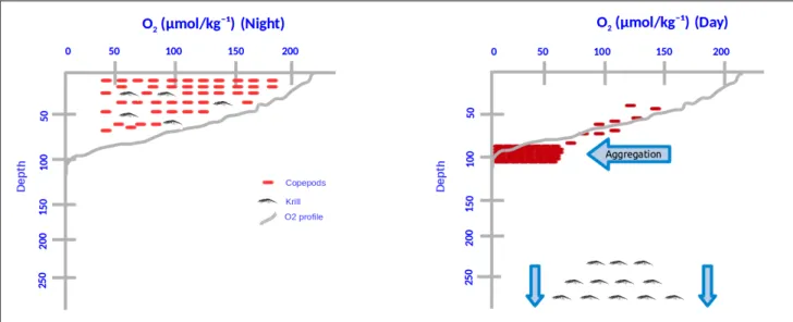 Fig. 2 DVM and hypothesized aggregation at the oxycline