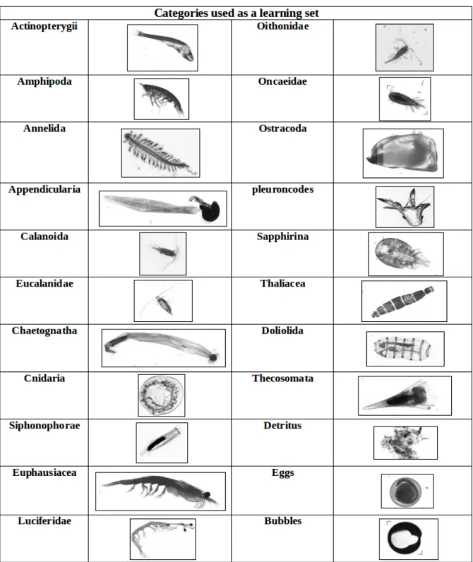 Fig. 7 Zooplankton categories used as a learning set in Ecotaxa