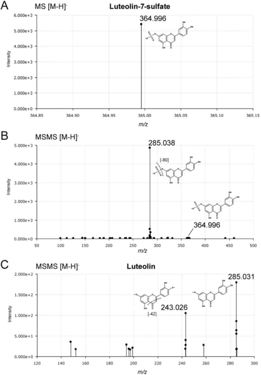 Figure  S11.  Targeted  MS/MS  identification  of  luteolin-7-sulfate.  (A)  Luteolin-7 - sulfate  was  detected  by  UHPLC-QTOF-MS  in  negative  ionization  mode  as  m/z  [M-H] -   364.996  (C 15 H 9 O 9 S)  at  a  retention  time  of  4.2  min