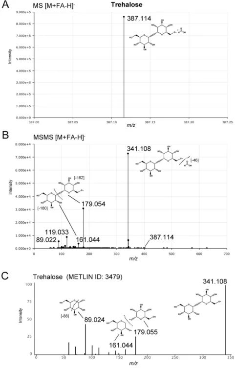 Figure  S14.  Targeted  MS/MS  identification  of  trehalose.  (A)  Trehalose  was  detected  with  UHPLC-QTOF-MS in negative ionization mode as formic acid (FA) adduct at  m/z [M+FA-H]  -387.114  at  a  retention  time  of  0.6  min