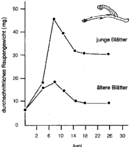 Abb. 2: Gewichtsentwicklung von Frostspannerraupen (Operophthera brumata) bei verschiedenen Blattqualitäten (aus H OWE  &amp; W ESTLEY , 1993).