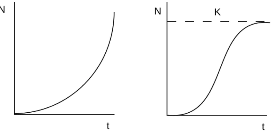 Abb. 5: Exponentielles Wachstum unter unlimitierten Bedingungen (links) und Wachstum bis zur Umweltkapazität (rechts); N = Anzahl, t = Zeit, K = carrying capacity.