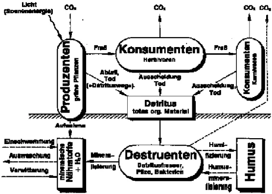 Abb. 8: Stoffflüsse innerhalb eines Ökosystems (aus K NODEL  &amp; K ULL , 1981)