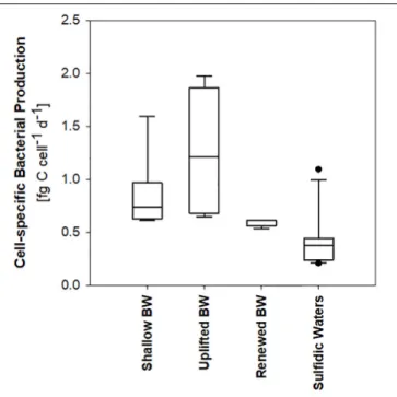 FIGURE 5 | Heterotrophic bacterial production in different types of bottom water (BW) and in sulfidic waters.