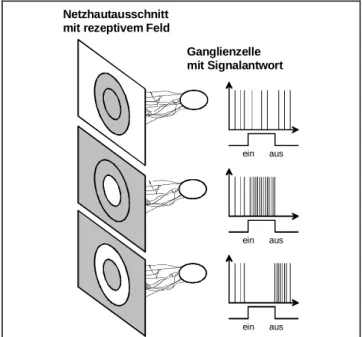 Abb. 2-9:  Zellantwort einer On-Off-Ganglienzelle  auf unterschiedliche Beleuchtungen ihres  rezeptiven Feldes