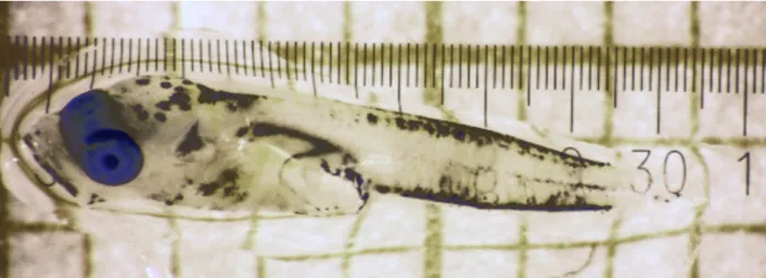 Fig. 5.1.1 One of 2 cod larvae caught in zooplankton hauls of AL522 and stored for later biochemical and genetic  analyses