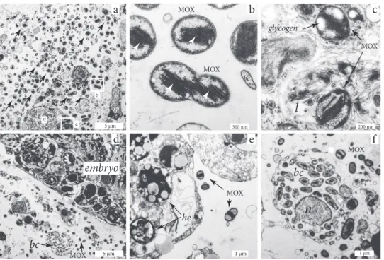 Fig. 3 Transmission electron microscopy images of H. (S.) methano- methano-phila. a Symbiotic methane-oxidizing bacteria (MOX) are abundant in the mesohyl, particularly in regions close to the choanocyte chambers (chambers not visible in image), sp = spong
