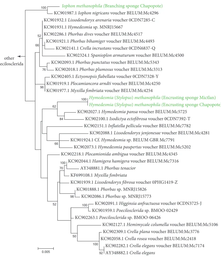 Figure SF1-3 Phylogeny of poecilosclerid sponges based on the 18S rRNA genes. The dataset  included the metagenomic 18S rRNA gene sequences from this study (shown in green) and  sequences from the NCBI database (103 sequences total)