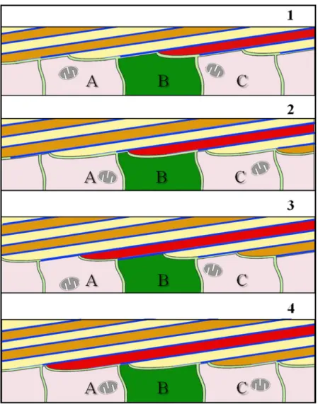 Figure 9.  Schematic model illustrating calcite fibre elongation for terebratulide and rhynchonellide brachiopods