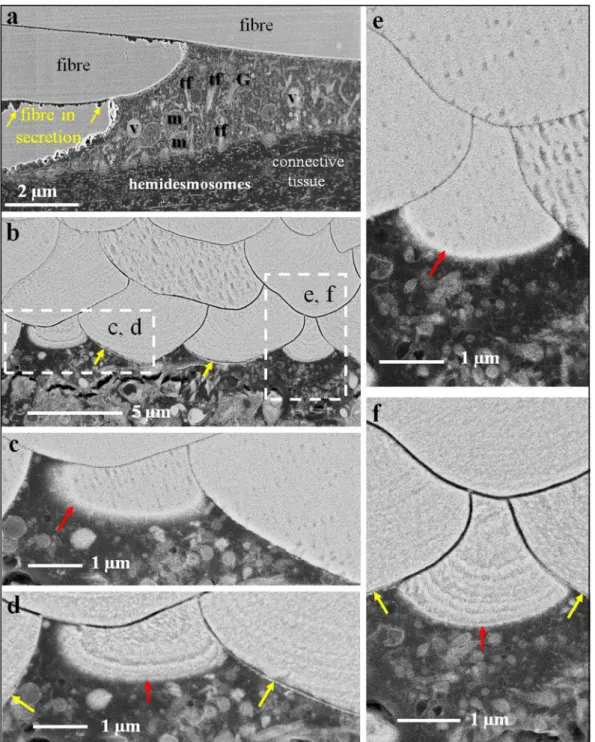 Figure 4.  FE-SEM micrographs of polished surfaces of chemically fixed (a), high-pressure frozen and freeze- freeze-substituted (b–f) and etched (d,f) shell pieces of Magellania venosa