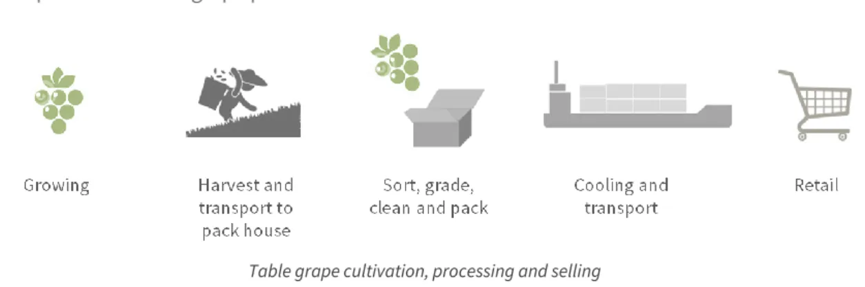 Table grape cultivation, processing and selling  Source: BASIC  
