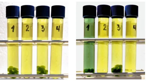 Abb. 1: 1 und 2 im Hellen inkubiert,   3 und 4 im Dunkeln inkubiert; 1 und 3  mit Algen perlen, 2 und 4 ohne Algen.