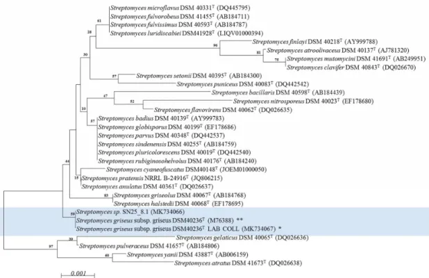 Figure 1. Phylogenetic characterization of the  Streptomyces strains using a neighbor joining model