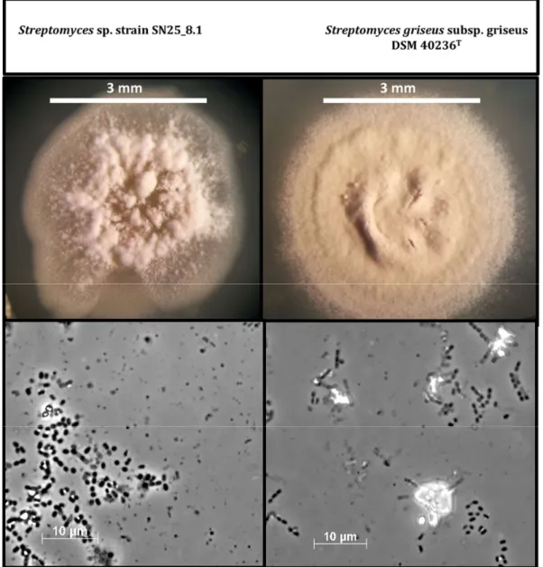 Figure 2. Comparison of cell and colony morphology of the two Streptomyces strains after growth on  GYM medium for three weeks