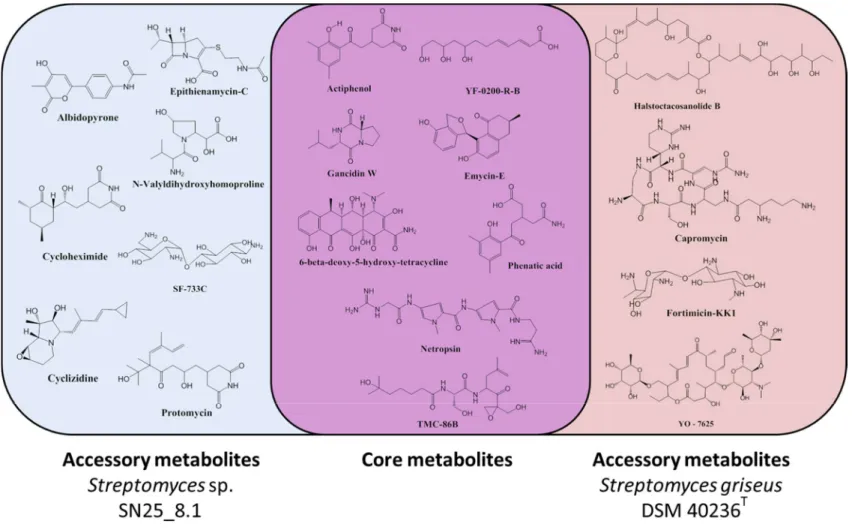 Figure 4. Chemical diversity of the studied Streptomyces representatives. Core metabolites: Metabolites shared by both strains