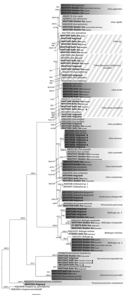 Fig. 2. Maximum likelihood phylogram of tufA sequences from taxa of Ulva sensu lato from northern Germany
