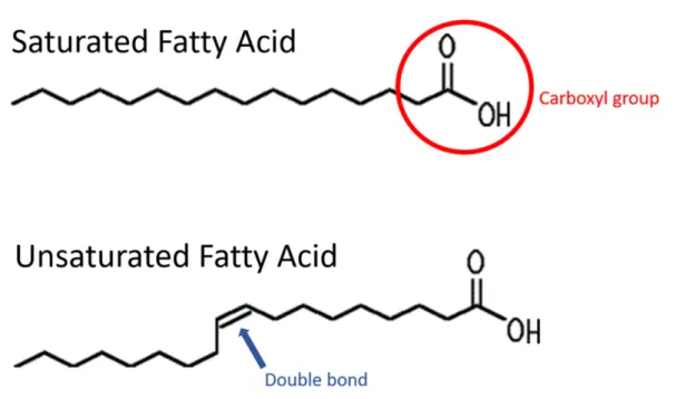 Figure 1.4: Schematic of the chemical structure of fatty acids. On top a saturated fatty acid (SFA) with no double bond, the carboxyl group is indicated by the red circle