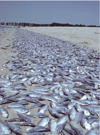 Figure 2.1.6  A menhaden (Brevoortia tyrannus) fish kill due to severe  hypoxia – near anoxia in Greenwich Bay (Narragansett Bay, Rhode island)  