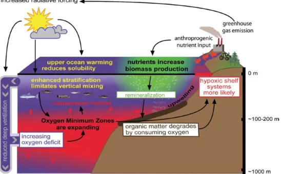 Figure 2.1.3  Schematic of interactions of open ocean oxygen minimum zone (OMZ, red) with hypoxic shelf system and dead zones on continental shelves of  eastern ocean boundaries (modified after Stramma et al., 2010)