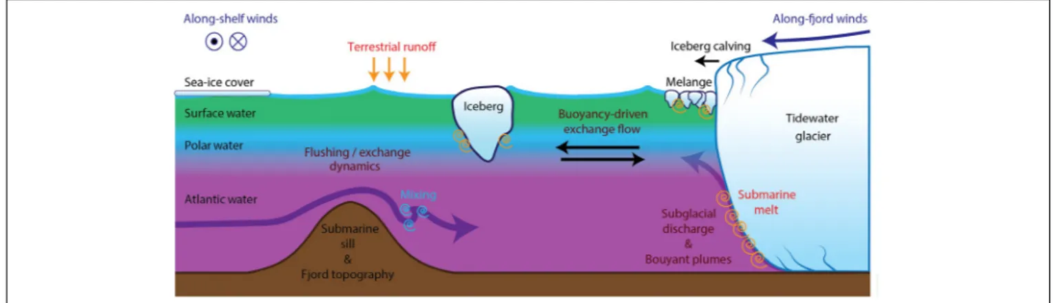 FIGURE 2 | Schematic of a Greenland glacier/fjord system showing relevant physical processes that govern circulation in the fjord and at the glacier-fjord boundary, typical stratification and water masses, and sources of freshwater to the fjord.
