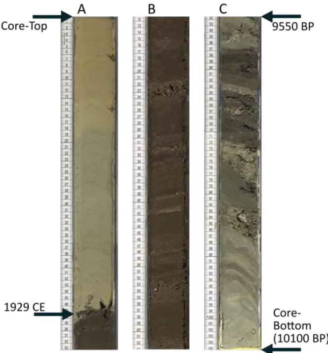 Figure 2: Photographs of the youngest (left), oldest (right) and average Holocene core  847 
