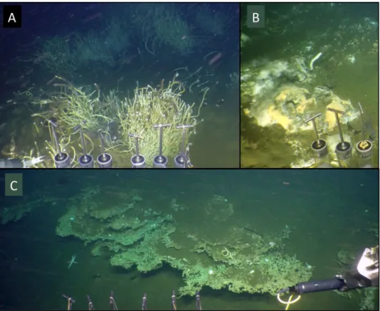 Figure 2.  In-situ observations of seafloor minerals and fauna. (A) Tubeworm colonies resembling  Lamellibrachia occurring on the Ringvent mound (ORP sampling site, Alvin dive 4864)