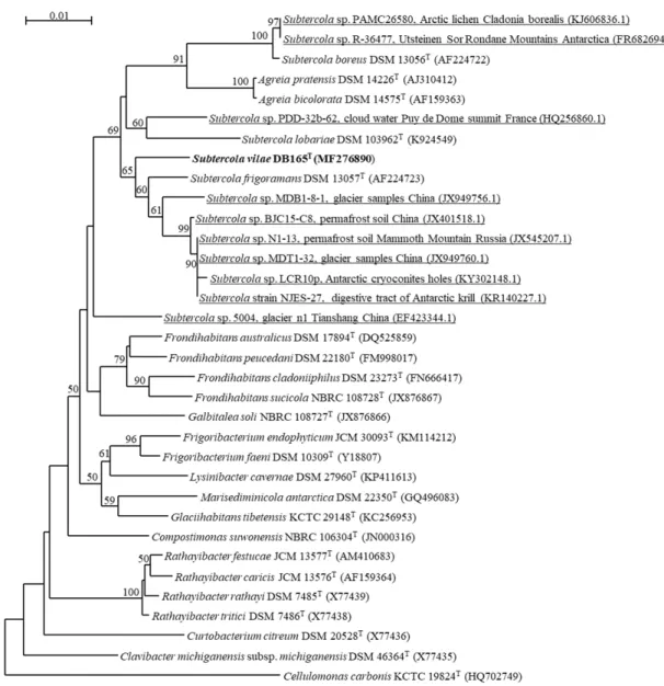 Figure 1. Phylogenetic tree based on the 16S rRNA gene sequences highlighting the position of  Subtercola vilae DB165 T  and other sequences annotated as Subtercola strains deposited in National  Center for Biotechnology Information (NCBI), relative to phy