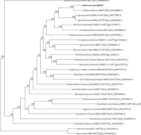 Figure 2. Maximum-likelihood tree based on 107 essential single-copy genes (amino acids) of  Subtercola vilae DB165 T  and Microbacteriaceae-type strains, and two Kocuria-type strains as outgroup  with 1000 bootstraps