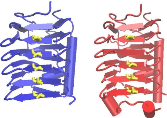 Figure 4. Cartoon representation of ice-binding motif models of Svilae_00062 (blue) and Svilae_00202  (red)