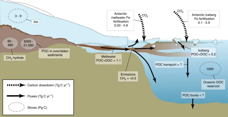Fig. 7 Stores and ﬂ uxes in present day ice sheets. A summary diagram indicating stores and ﬂ uxes of nutrients for present day ice sheets, and the predicted impact on CO 2 (where data exists)