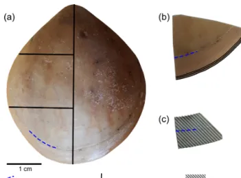 Figure 3. Brachiopod shell sample cut along different axes. (a) Lon- Lon-gitudinal and transverse sections; (b) transverse sections at the  an-terior margin of the shell; (c) plane grinding of the external surface of the shell.