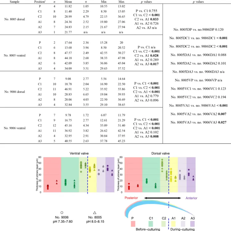 Figure 6. Variation of the thickness of the primary layer (ventral and dorsal valves) of a M