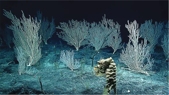 Figure 2. Deep-sea corals at a ferromanganese-encrusted seamount in the Paciﬁc Remote Islands Marine National Monument (PRIMNM)