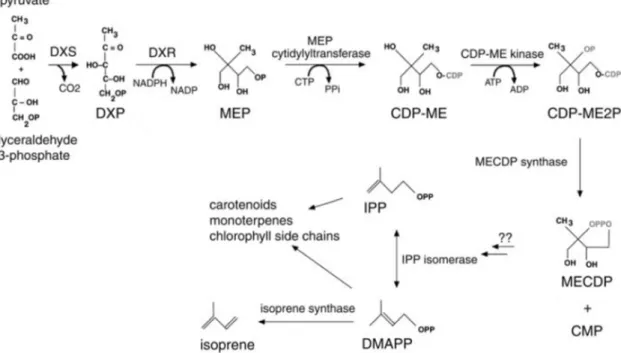 Figure 1.2: The MEP pathway. CDP-ME, 4-(cytidine 5’-diphospho)-2-C-methyl-D-erythritol; CDP-ME2P,  2-phospho-4-(cytidine 5’-diphospho)-2-C-methyl-D-erythritol;  DMAPP,  dimethylallyl  pyrophosphate;