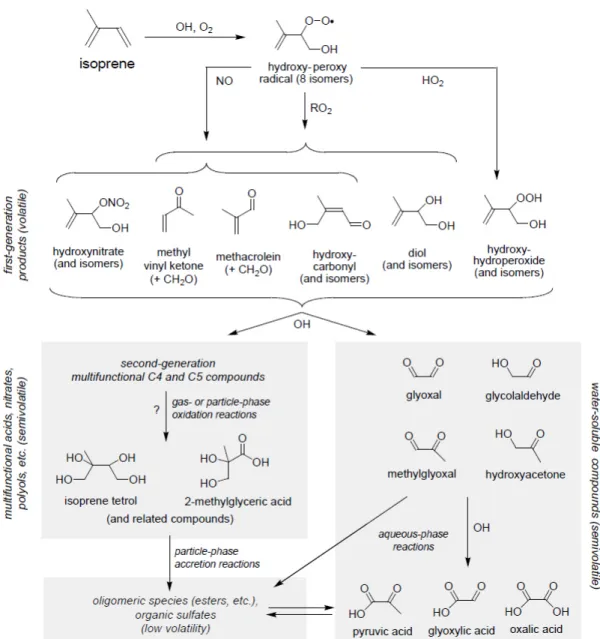 Figure 1.11:  Simplified  overview  of  OH  initiated  pathway  of  isoprene  oxidation  leading  to  SOA  (e.g