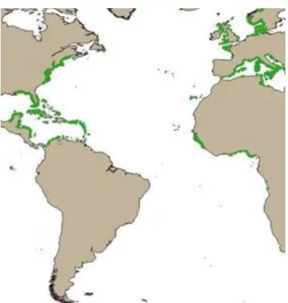 Figure 3-3. Seagrass distribution in the Atlantic. Source: UNEP-WCMC, Short FT (2016) 