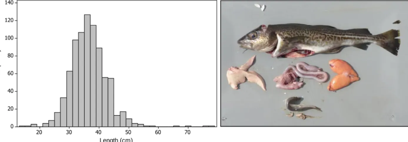 Figure  4.2.1  Relative  length  frequency  distribution  of  individual  sampled  cod  during  AL491 (n = 827)