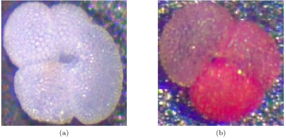 Figure 5: Different varieties of G. ruber, their size is ∼ 250 µm.